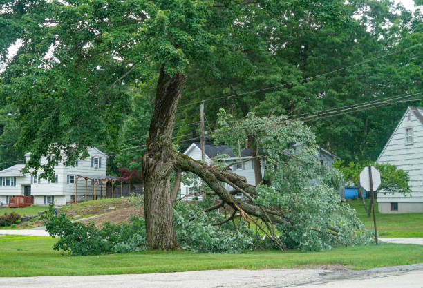 Best Tree Trimming and Pruning  in Mathis, TX